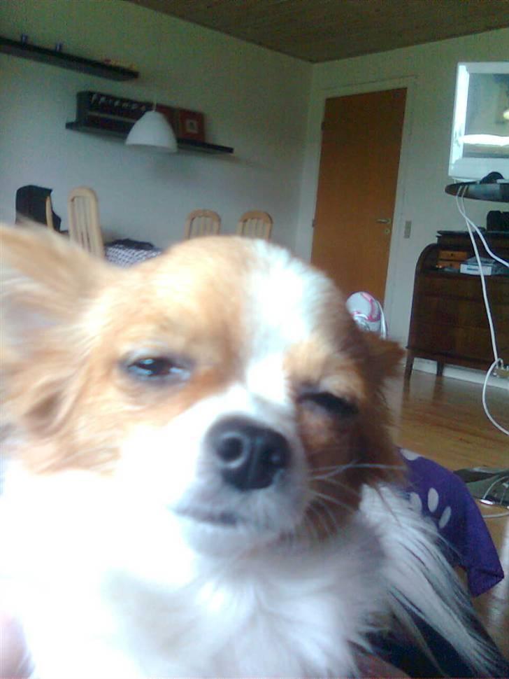 Chihuahua .•:*¨¨*:•.Mille.•:*¨¨*:• billede 9