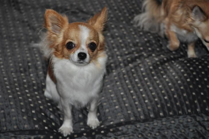 Chihuahua .•:*¨¨*:•.Mille.•:*¨¨*:• billede 10