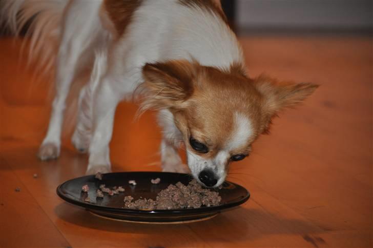 Chihuahua .•:*¨¨*:•.Mille.•:*¨¨*:• billede 11