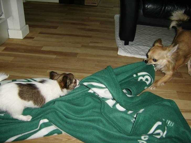 Chihuahua .•:*¨¨*:•.Mille.•:*¨¨*:• billede 12