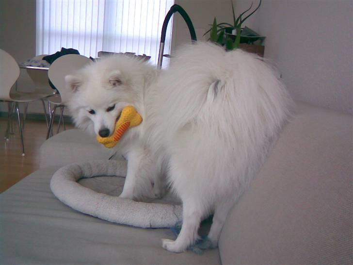 Japansk spids Nezumi Shiome Enzo billede 13