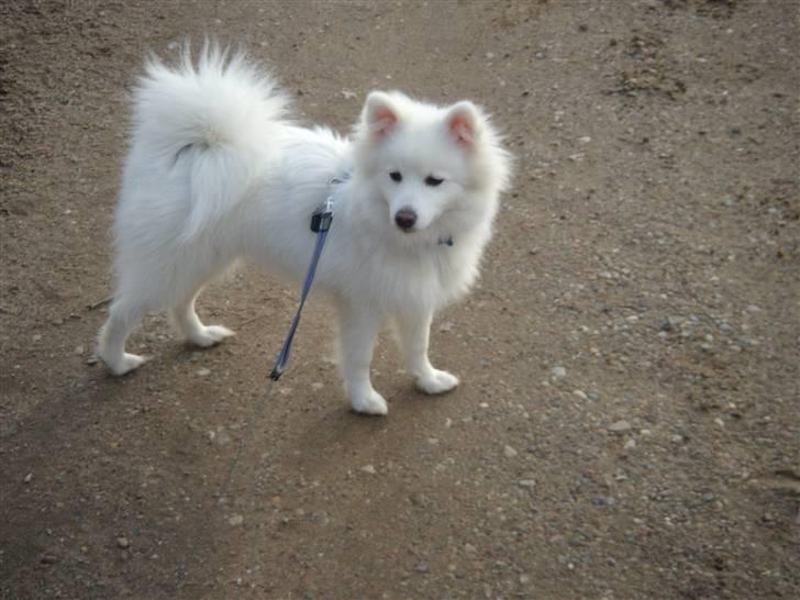 Japansk spids Nezumi Shiome Enzo billede 14