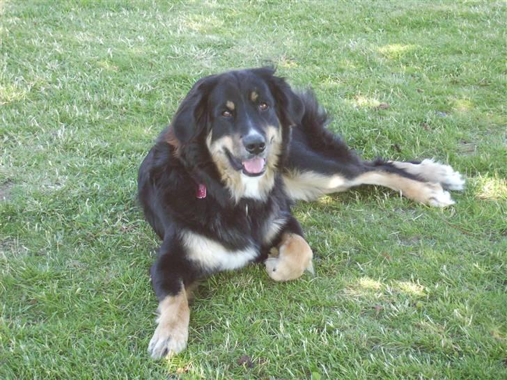 Blanding af racer sasha - der er vel lidt model i os alle billede 5