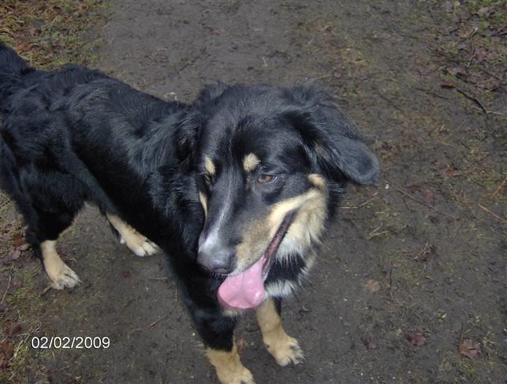 Blanding af racer sasha - hårdt at løbe i hundeskoven billede 6