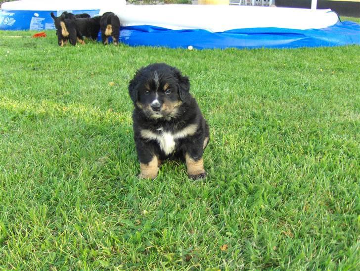 Blanding af racer sasha - kommer de snart min nye familie billede 7