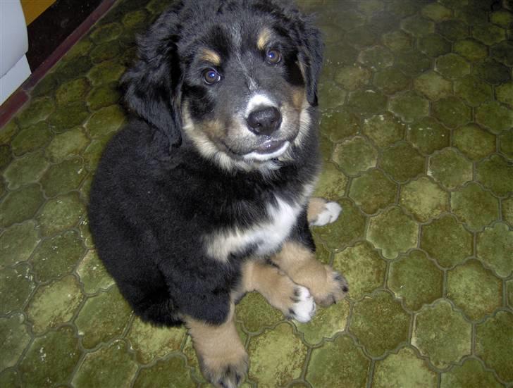 Blanding af racer sasha - billeder igen billede 8