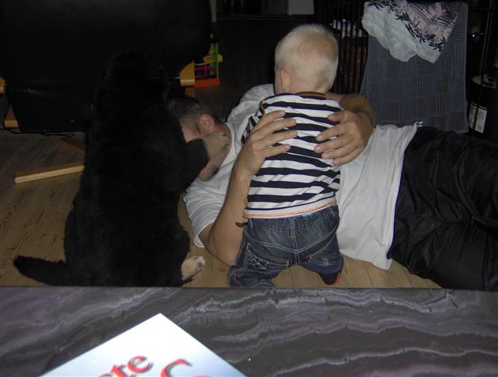 Blanding af racer sasha - dejligt at have en med skyldig , skal vi tage ham billede 9