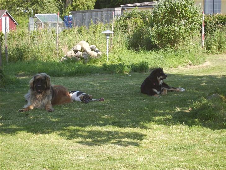 Blanding af racer sasha - dejligt med lidt skygge og en slapper billede 10