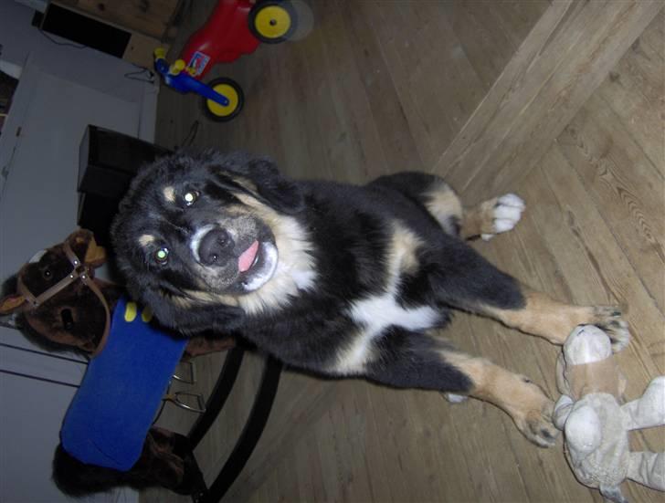 Blanding af racer sasha billede 12