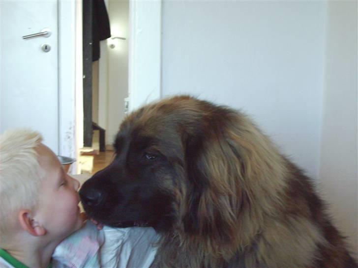 Leonberger folmer - godnat lille mand billede 6