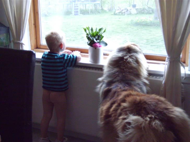 Leonberger folmer - mon vi tænker det samme ,  vi vil også i haven billede 7