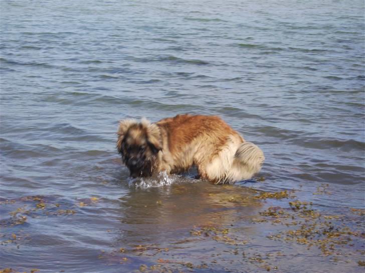 Leonberger folmer - jeg fanger ikke mange fisk sådan her billede 8