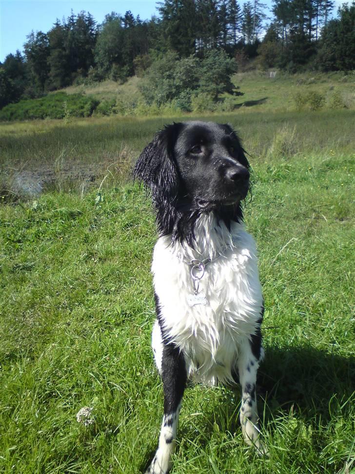 Stabijhoun Victor billede 1