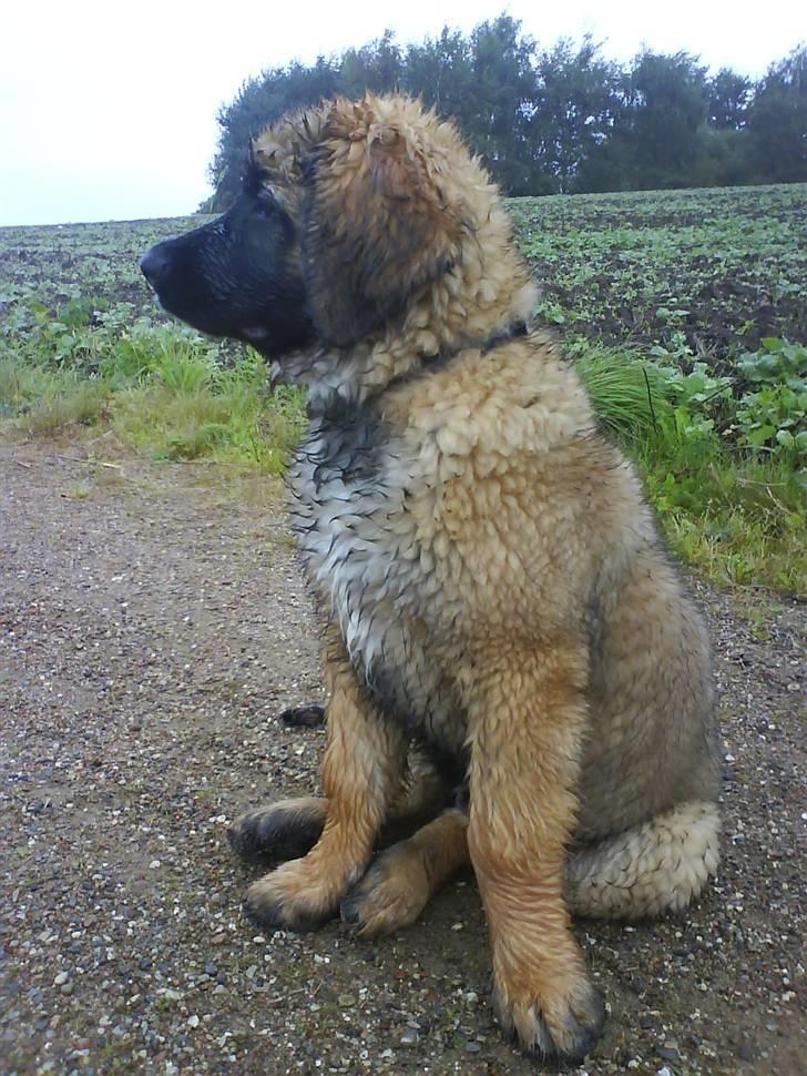 Leonberger folmer billede 9