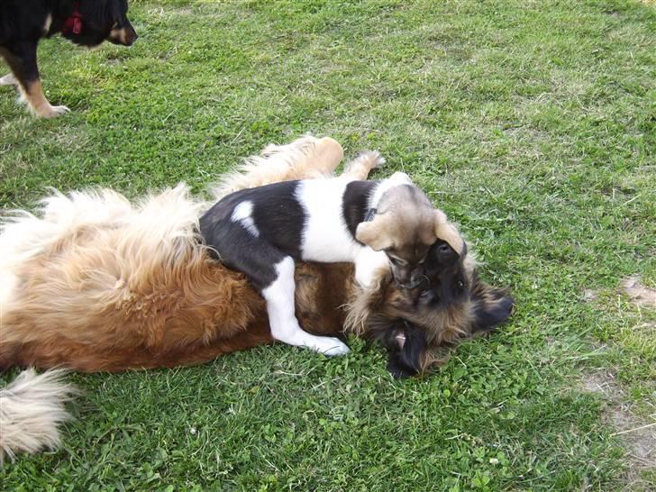 Leonberger folmer - lad de små komme til mig billede 10