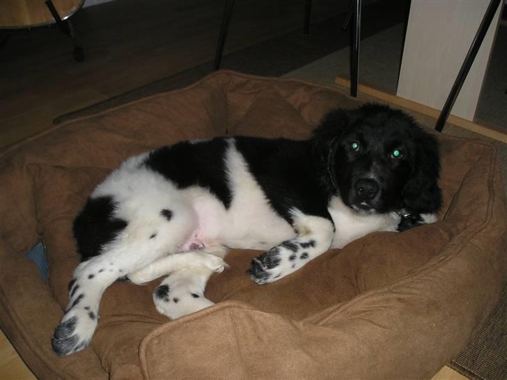 Stabijhoun Victor - Første dag i sit nye hjem. Lidt skræmt, men hundekurven er vist god nok :) billede 2