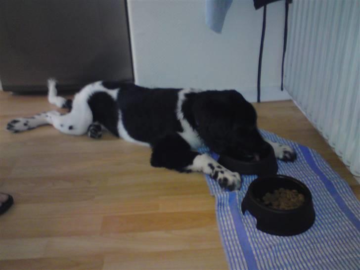 Stabijhoun Victor - Når man er for doven til og stå op og drikke :D billede 3