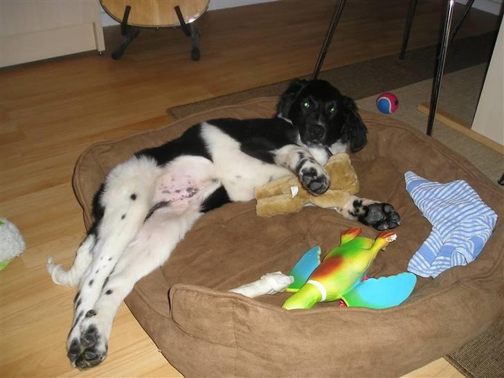 Stabijhoun Victor billede 4