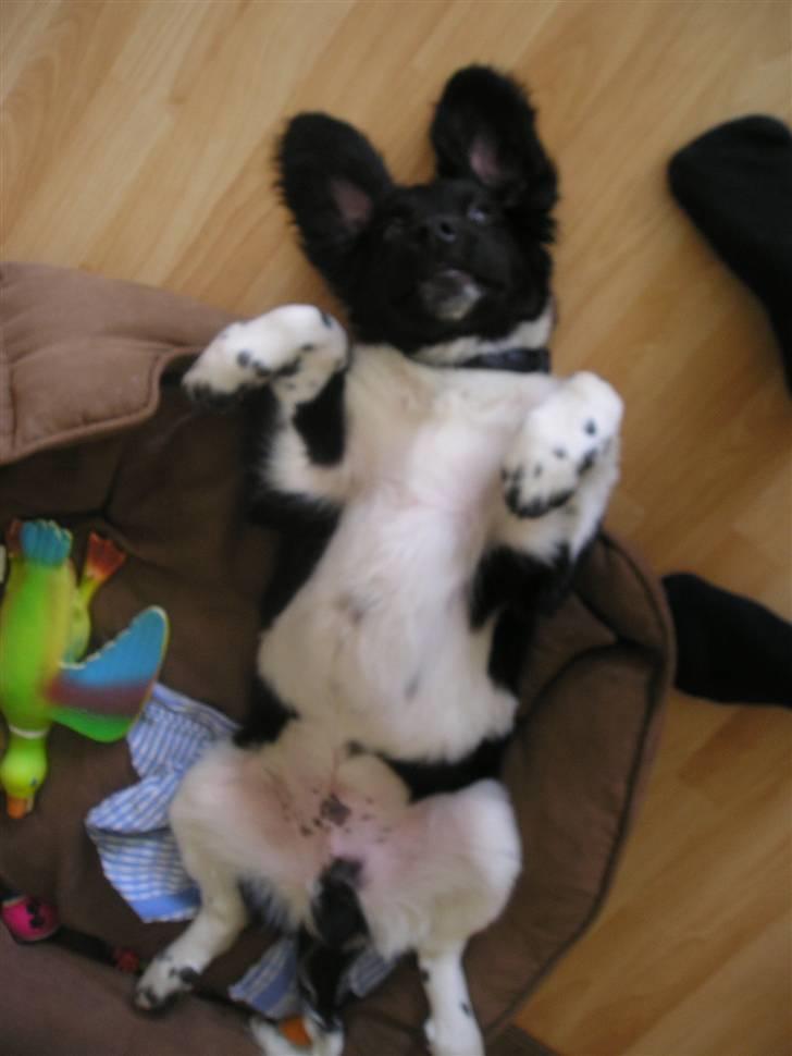 Stabijhoun Victor billede 5