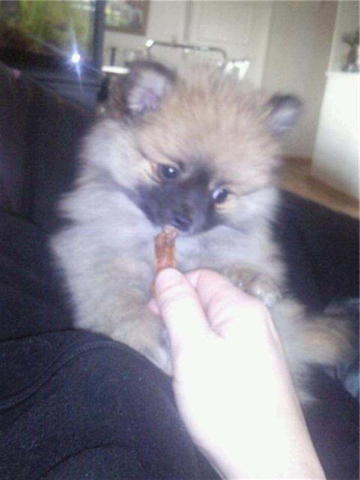 Pomeranian Fnuggie billede 1