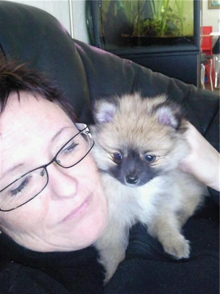 Pomeranian Fnuggie billede 2