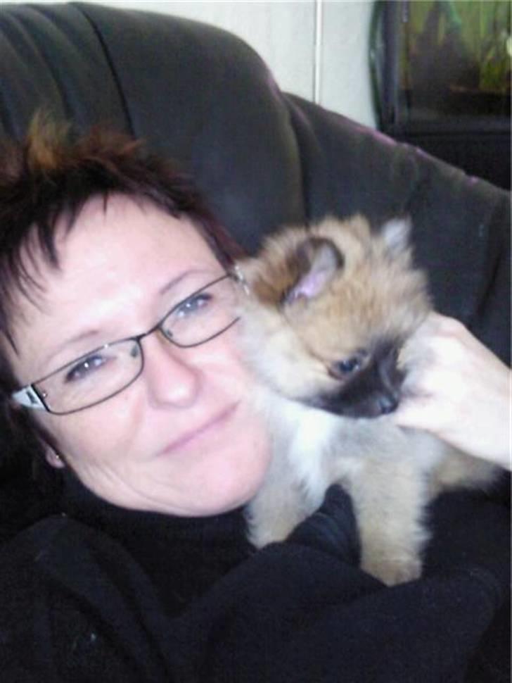 Pomeranian Fnuggie billede 3