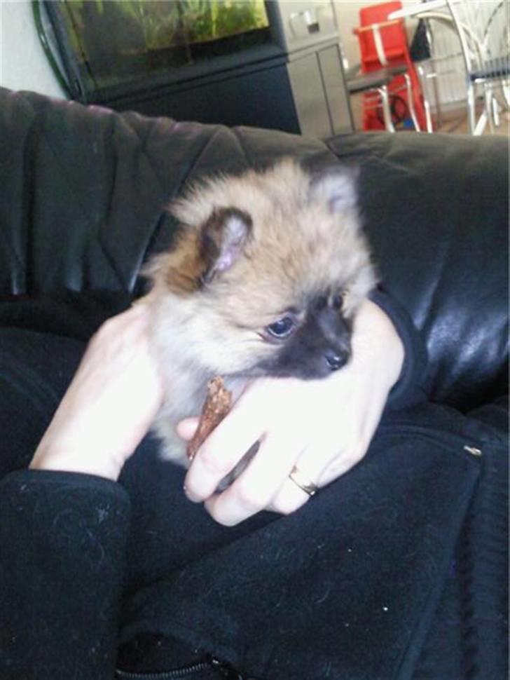 Pomeranian Fnuggie billede 4