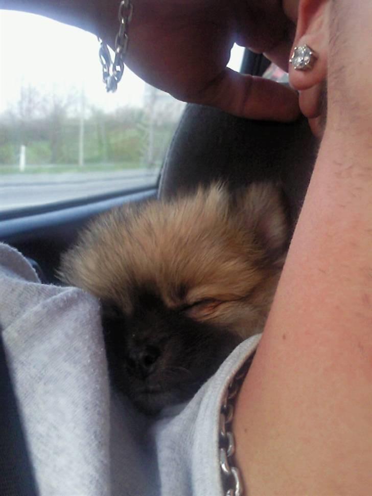 Pomeranian Fnuggie billede 5