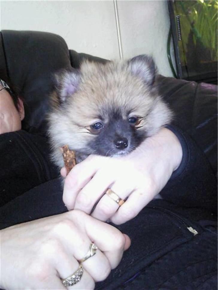 Pomeranian Fnuggie billede 6