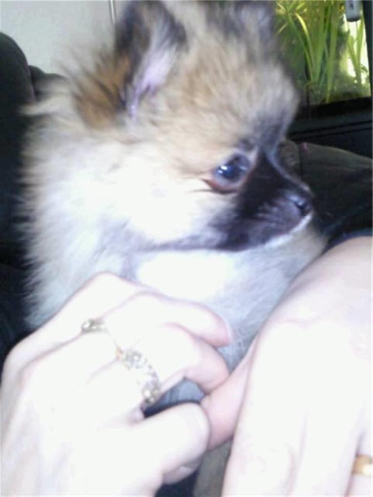 Pomeranian Fnuggie billede 7