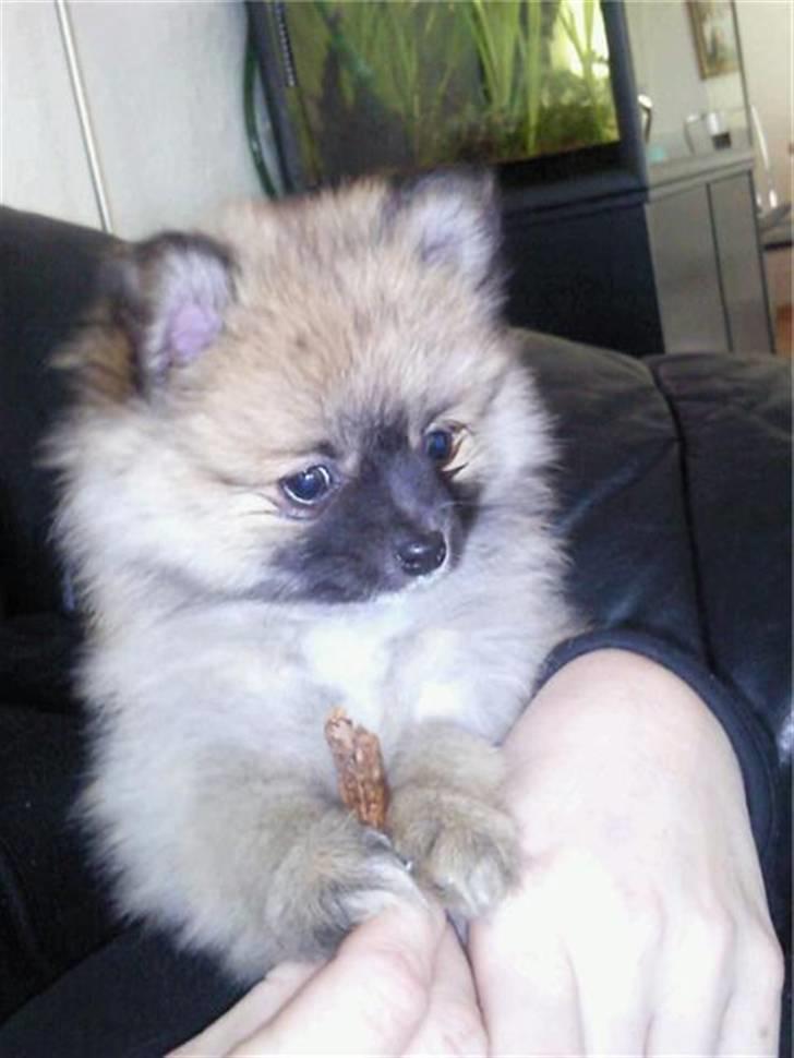 Pomeranian Fnuggie billede 8