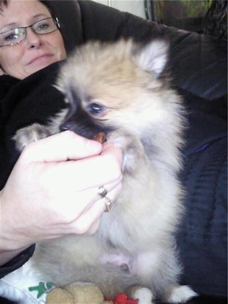 Pomeranian Fnuggie billede 9