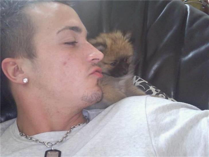 Pomeranian Fnuggie billede 10