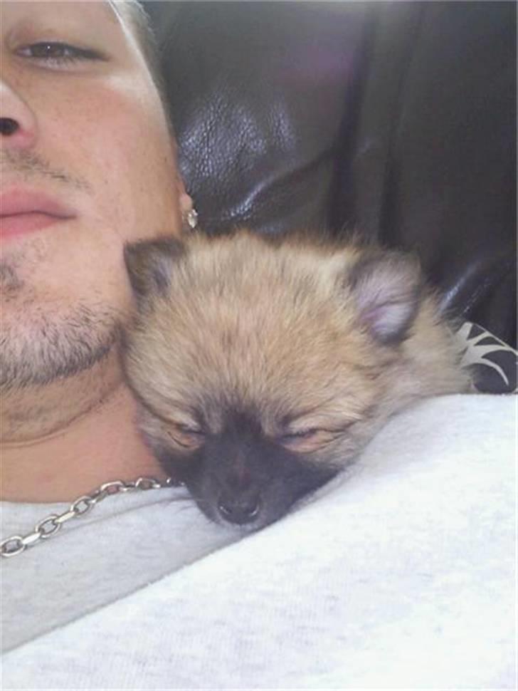 Pomeranian Fnuggie billede 11