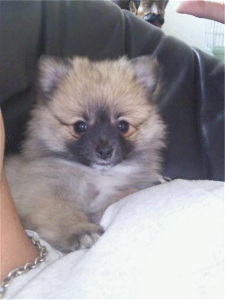 Pomeranian Fnuggie billede 12