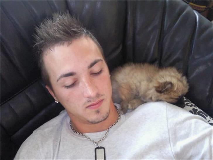 Pomeranian Fnuggie billede 13