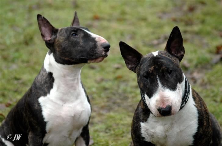 Bullterrier                     Jazzy - Den stolte mor, Jazz med sin søn Apollo :0) billede 18