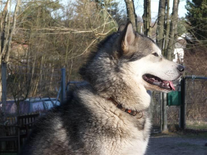 Alaskan malamute Cani billede 20