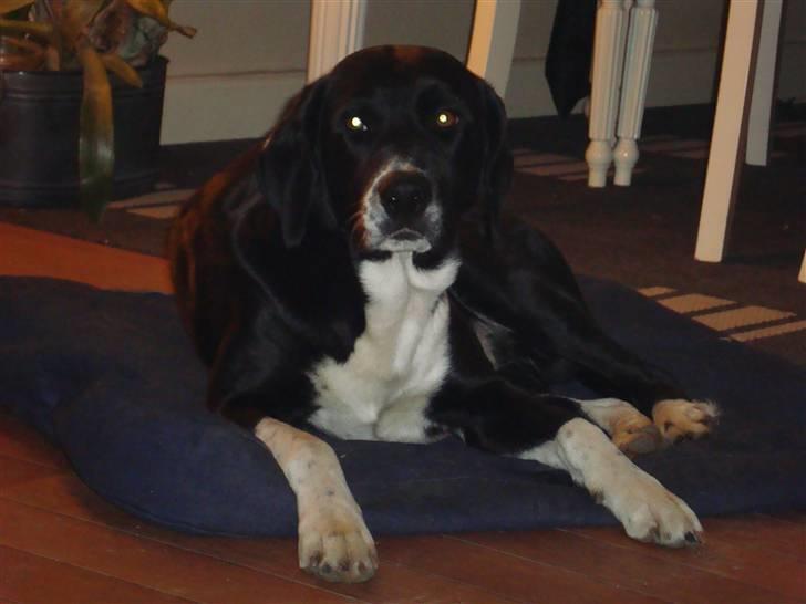 Blanding af racer Basse billede 9