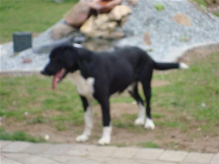 Blanding af racer Basse billede 10