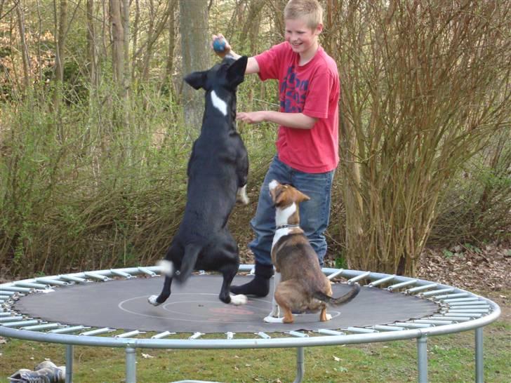Blanding af racer Basse - At hoppe i trampolin med mathias det er sjov... billede 11