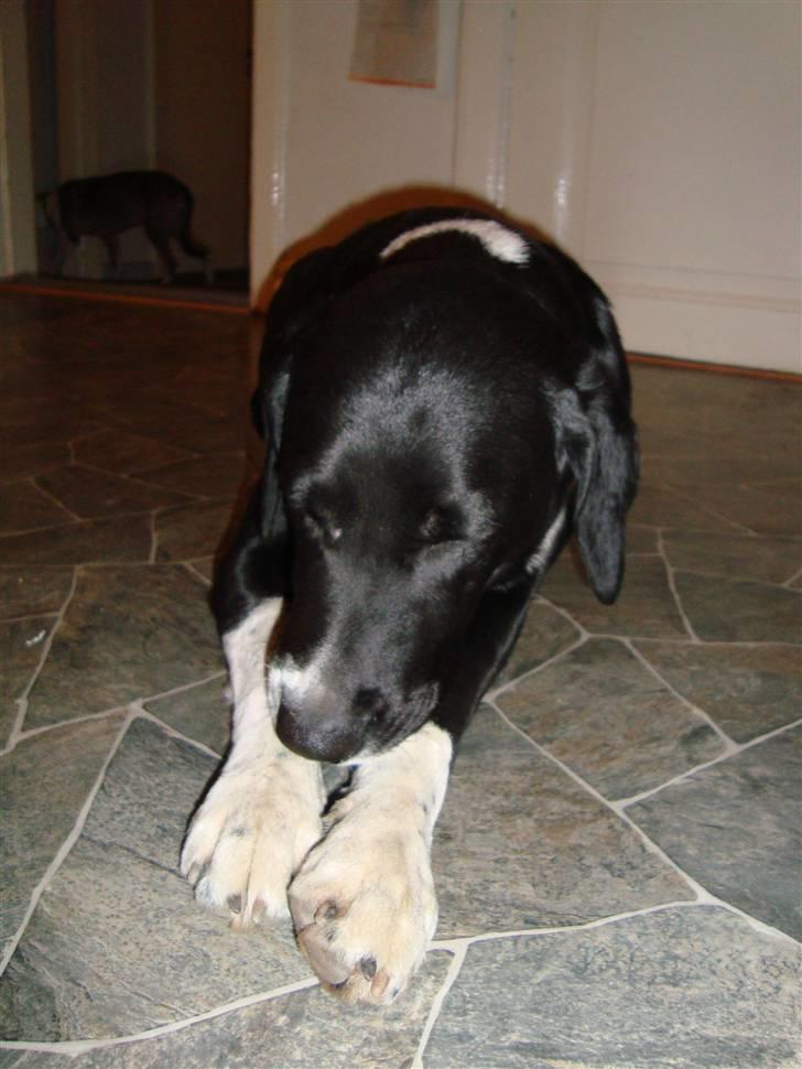 Blanding af racer Basse billede 12