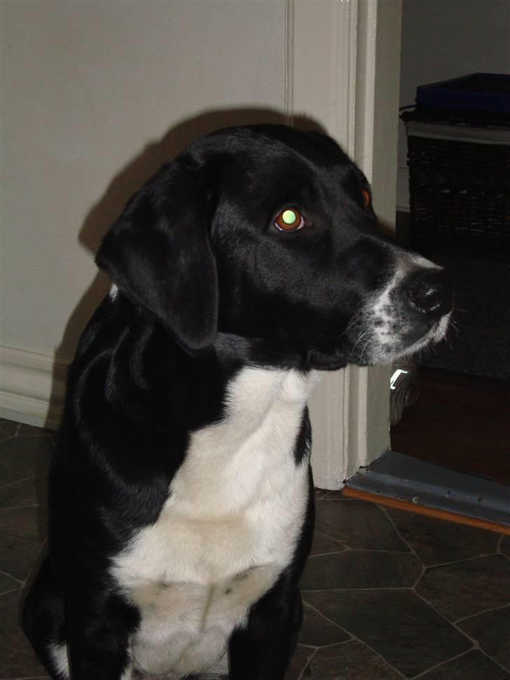 Blanding af racer Basse billede 13