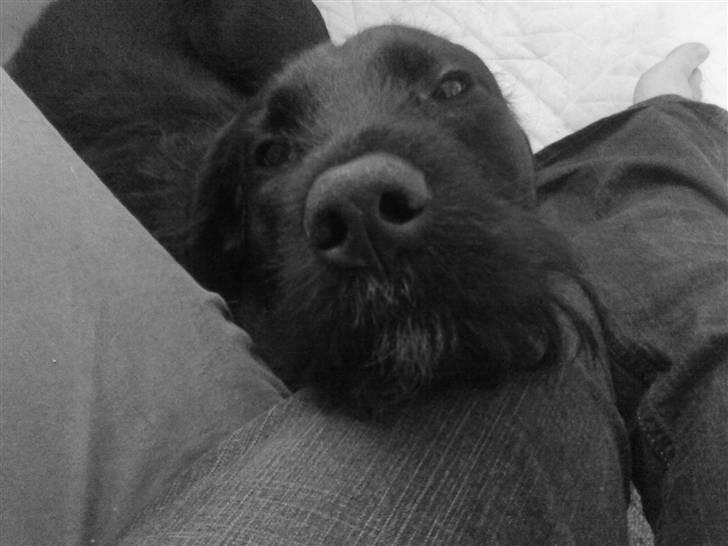 Blanding af racer Leopold - En træt Leopold billede 10