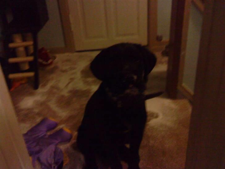 Blanding af racer Leopold - Leopold havde fået en bamse med små kugler.. Som her kan ses ligger OVER alt. Måtte købe en ny støvsuger den gamle døde af det . . Men han havde det sjovt. billede 12