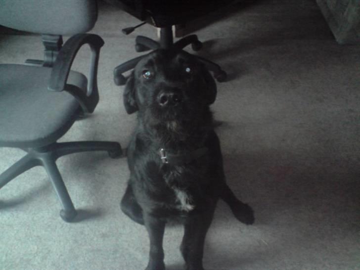 Blanding af racer Leopold - Sååå fin som han kan sidde. billede 13