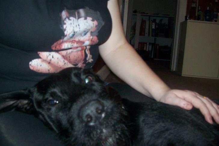 Blanding af racer Leopold - En hyggetrold. billede 14