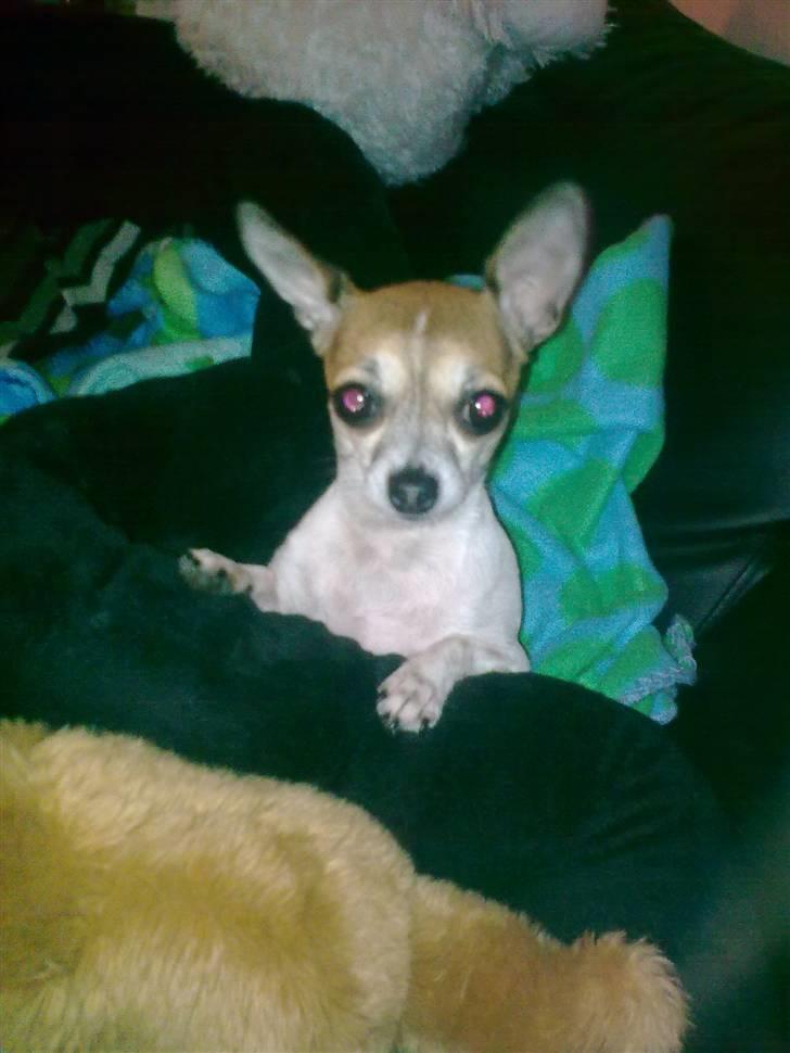 Chihuahua ginger pie aka-mikro prinsessen - hvem kalder på miiig billede 1