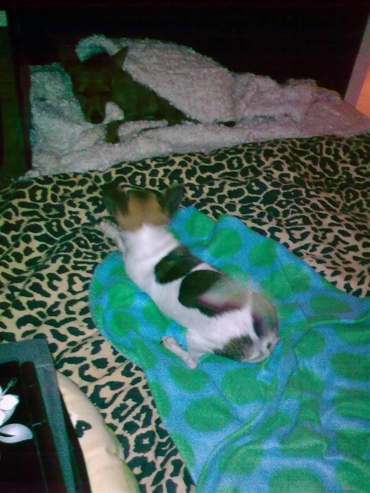 Chihuahua ginger pie aka-mikro prinsessen - kom nu maya og leg med mig billede 3