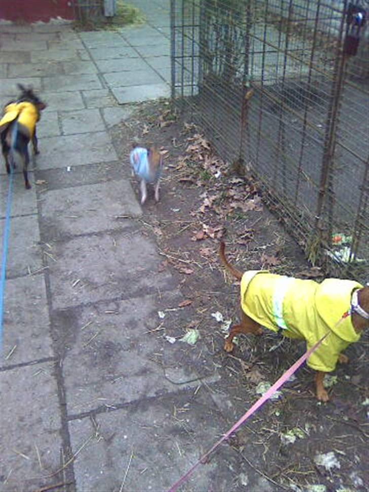 Chihuahua ginger pie aka-mikro prinsessen - det så mig og micki , maya billede 5